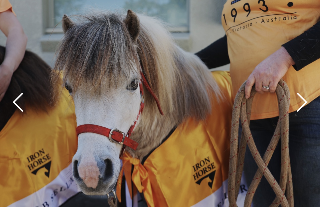 Miniature horses at The Stable Place