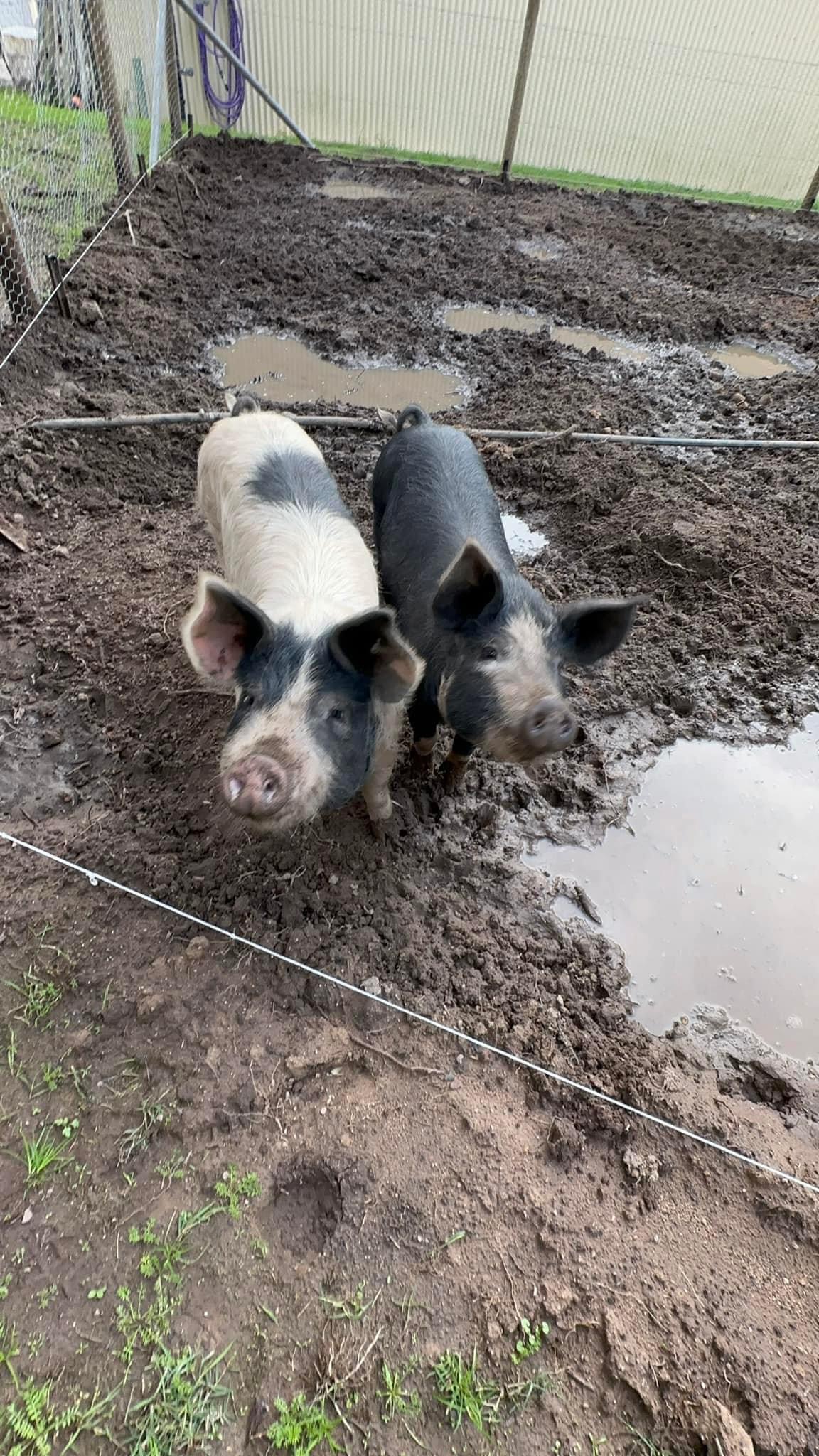 Pigs at The Stable Place