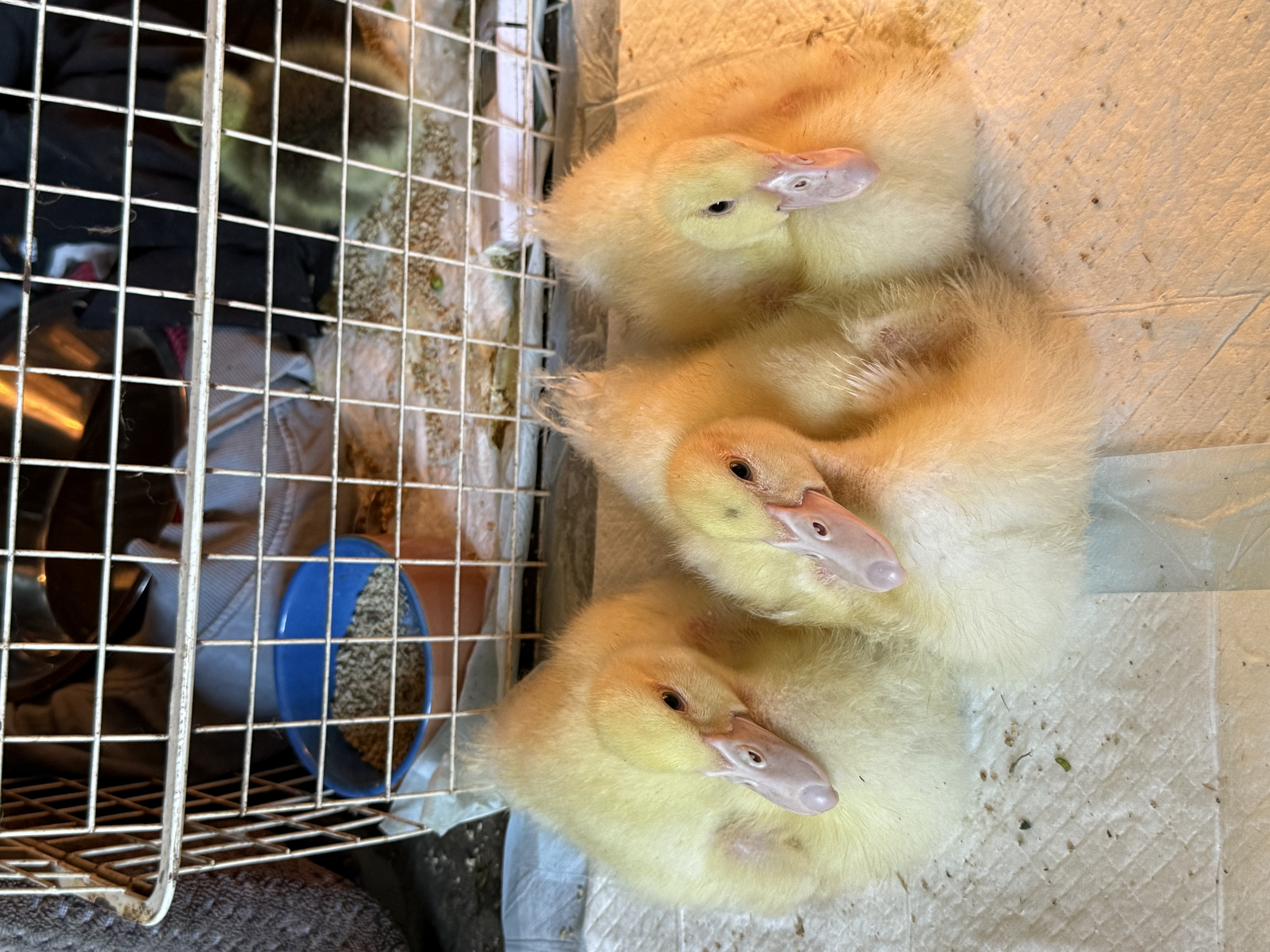 Baby ducklings