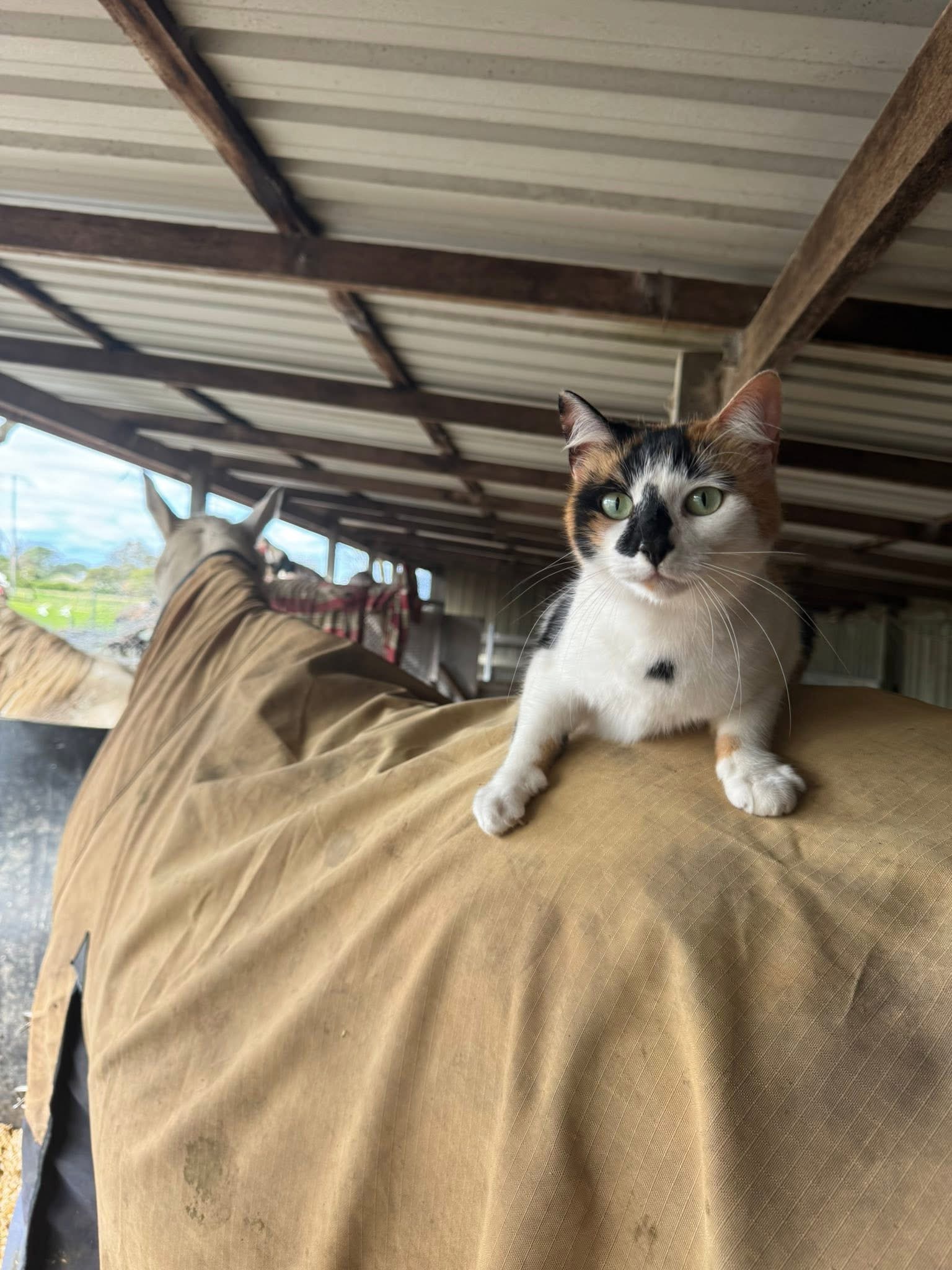 Farm cat at The Stable Place