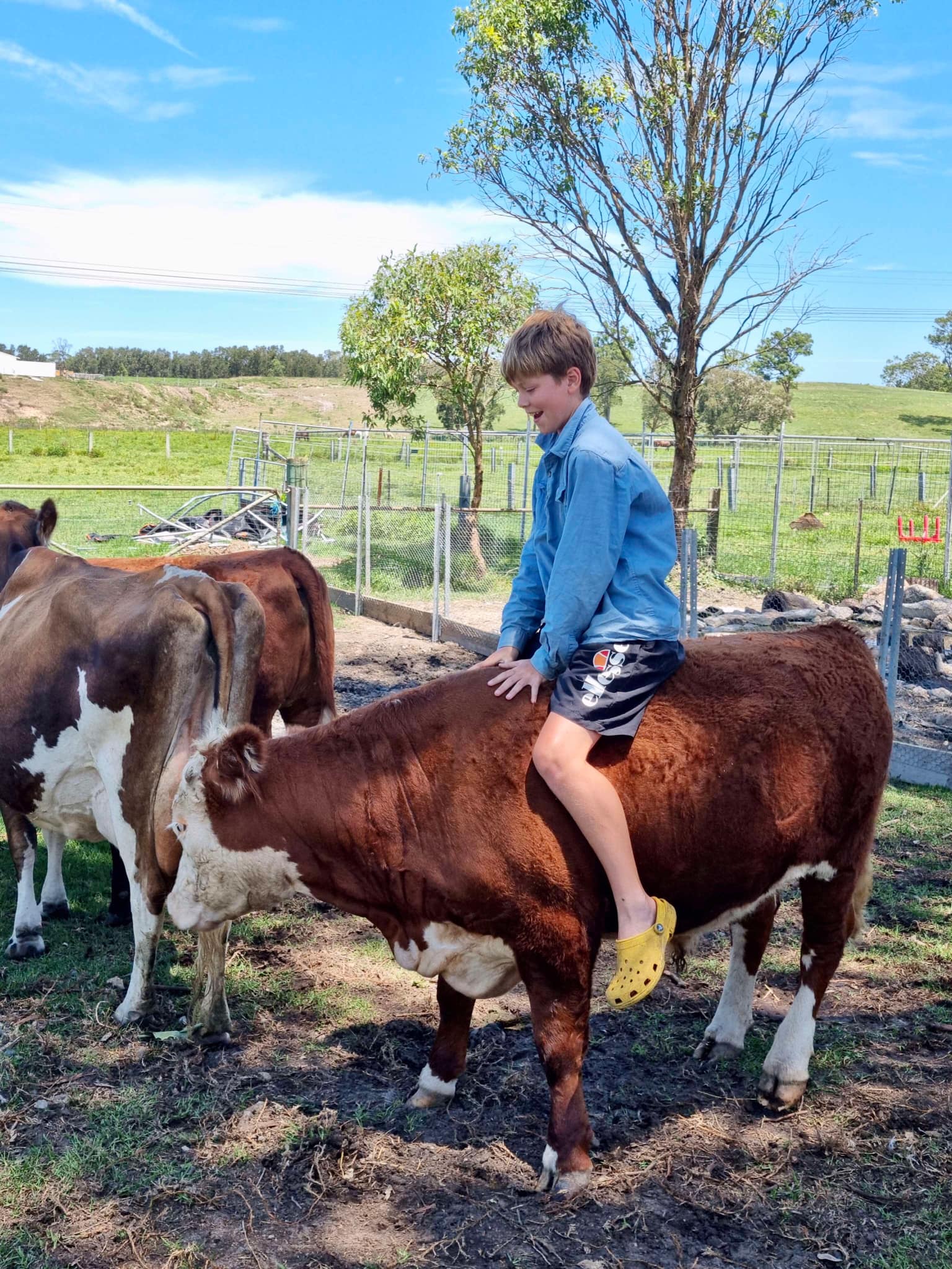 Young person with cattle at The Stable Place