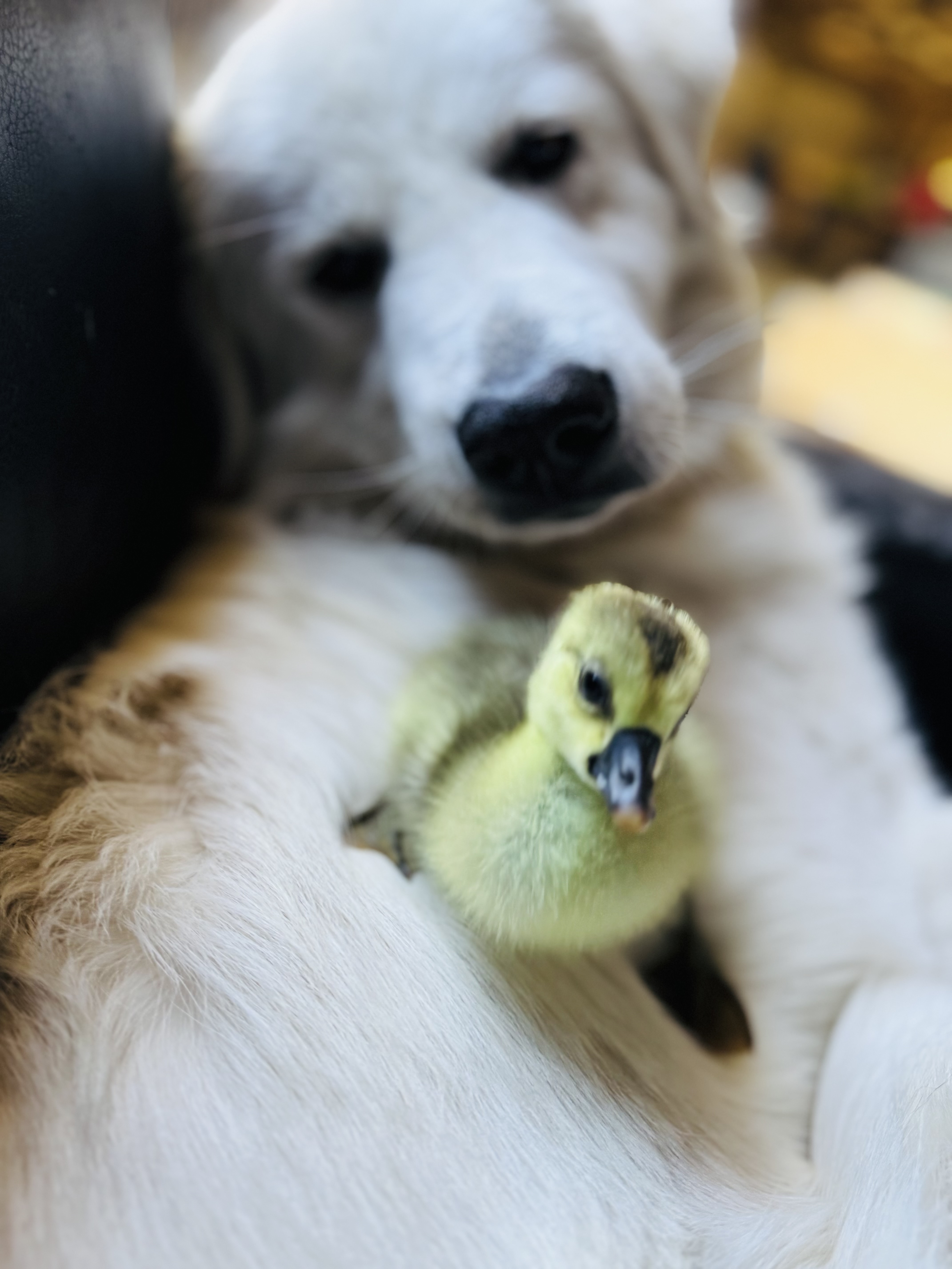 Therapy dog with baby duckling