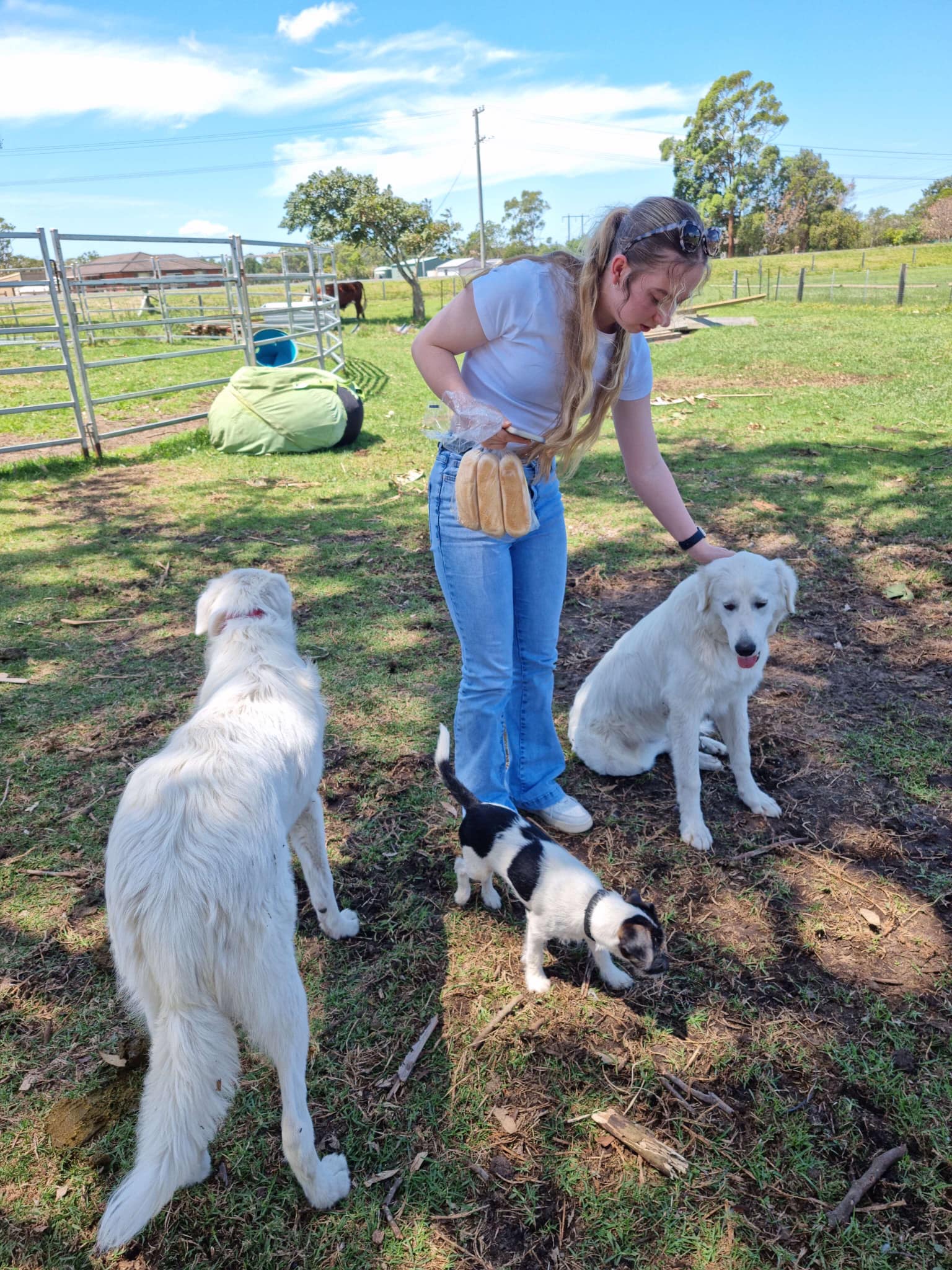 Therapy dogs at The Stable Place