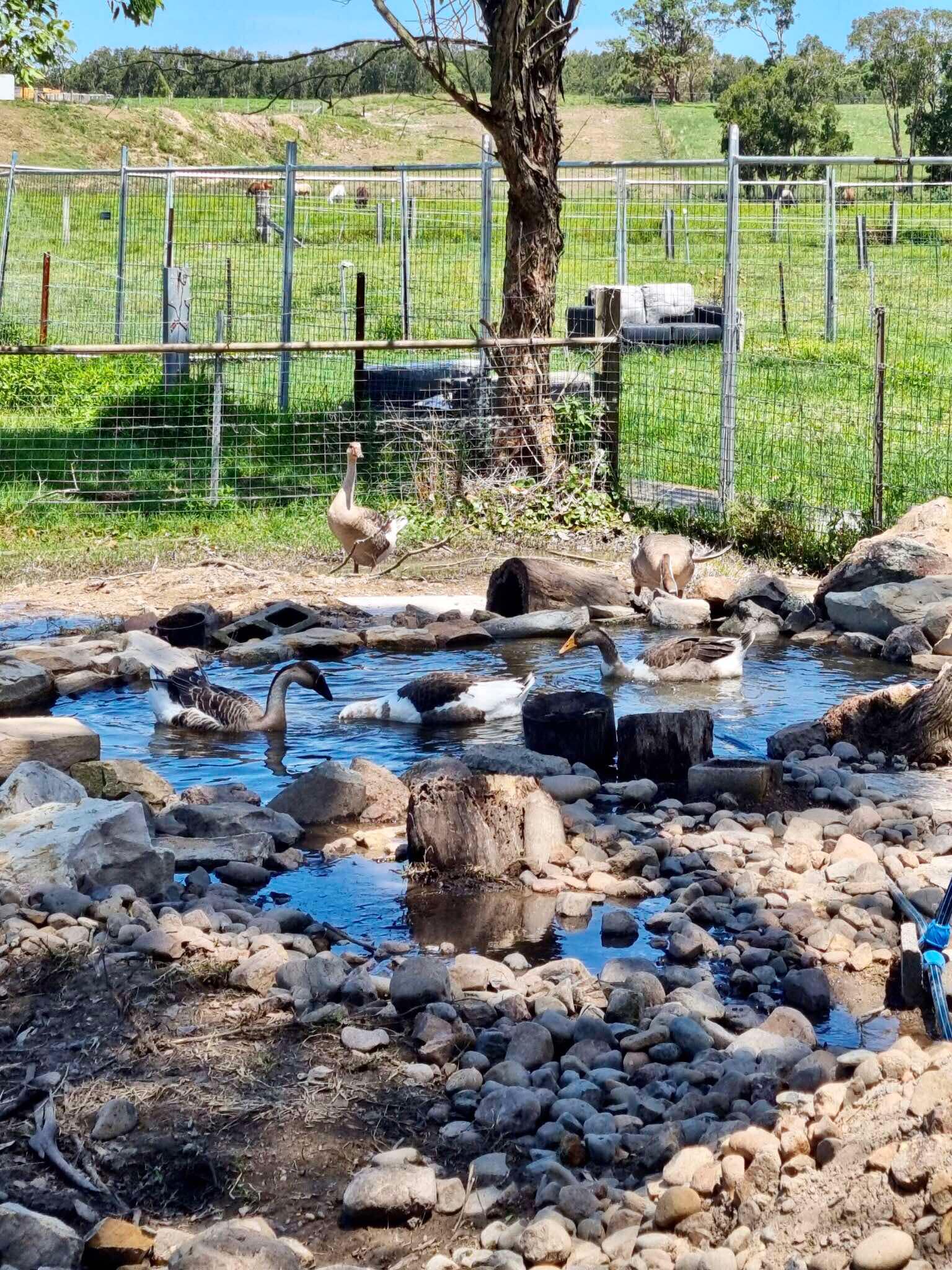 Duck pond and outdoor spaces at The Stable Place