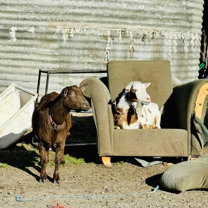 Goats relaxing on a couch