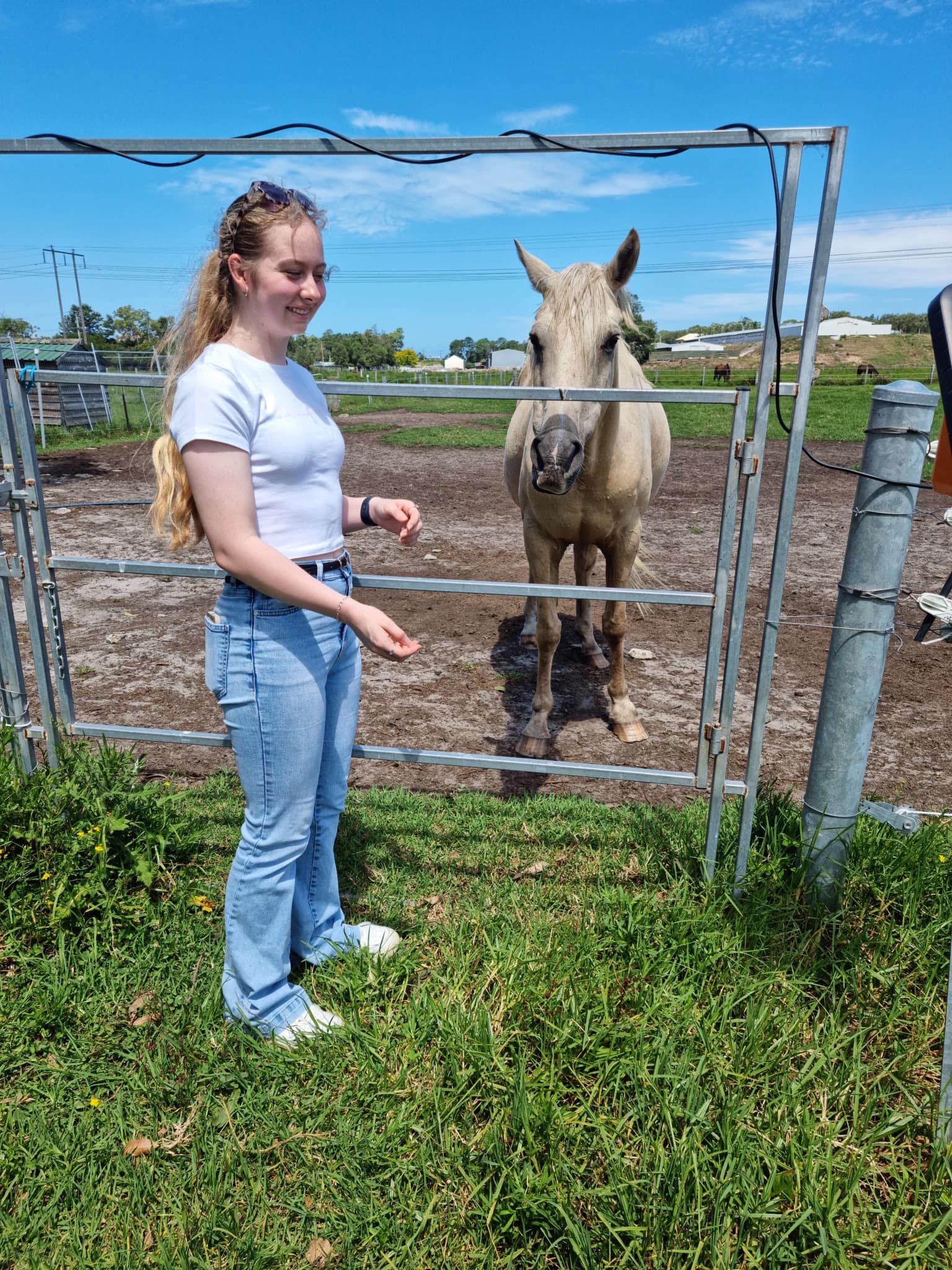 Feeding the horses