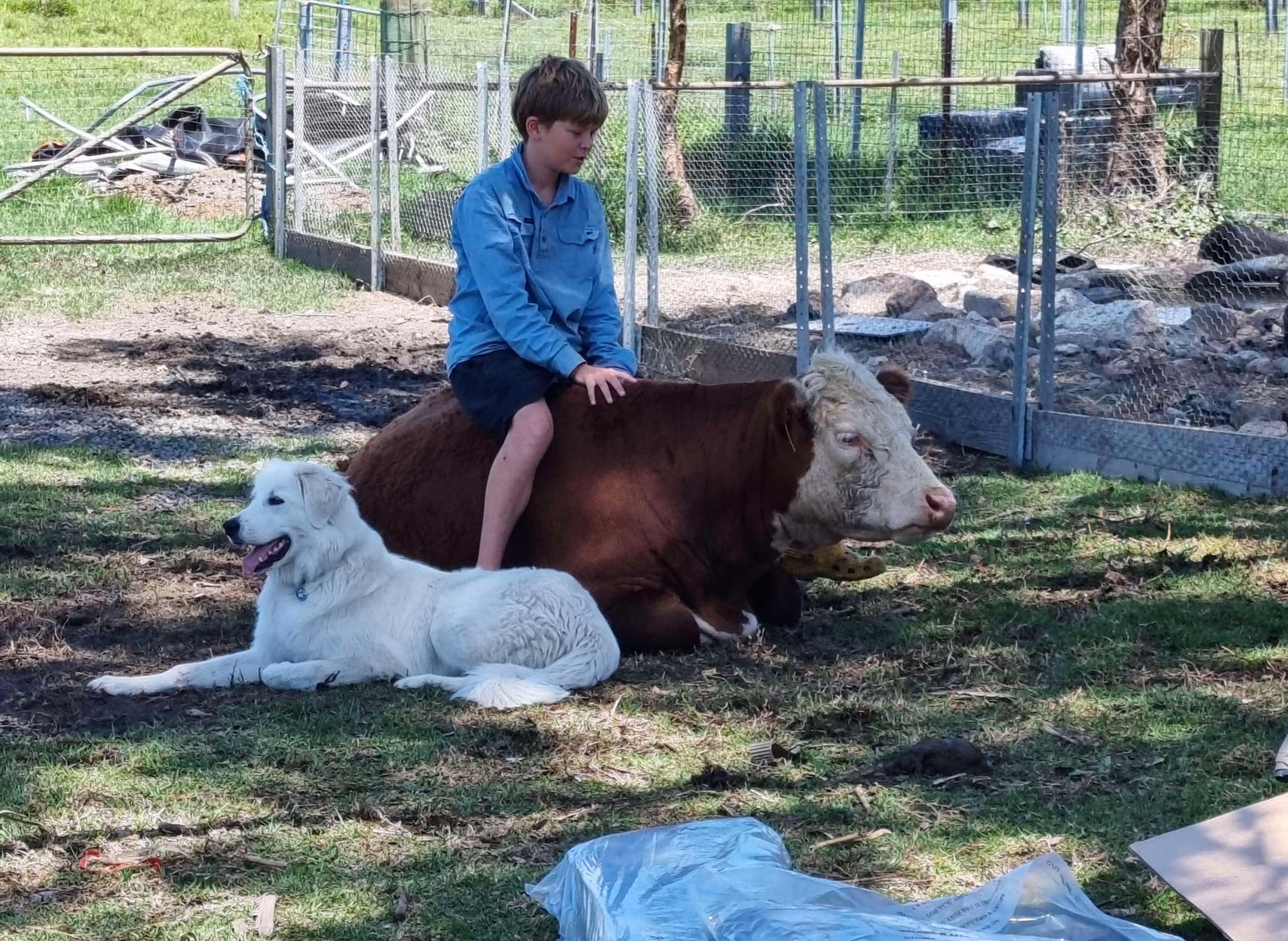 Young person with cattle and dog