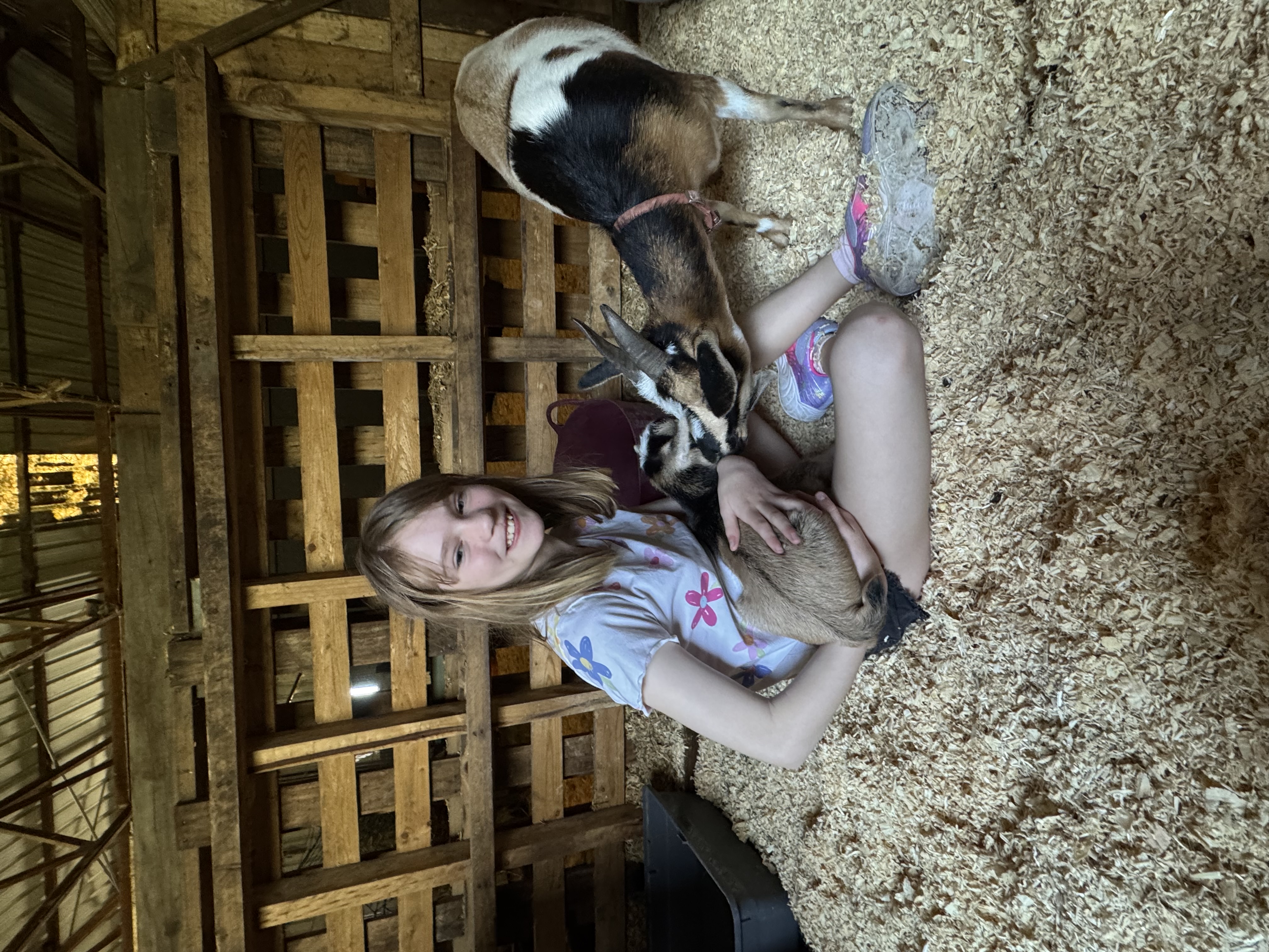 Young person with goats in the barn
