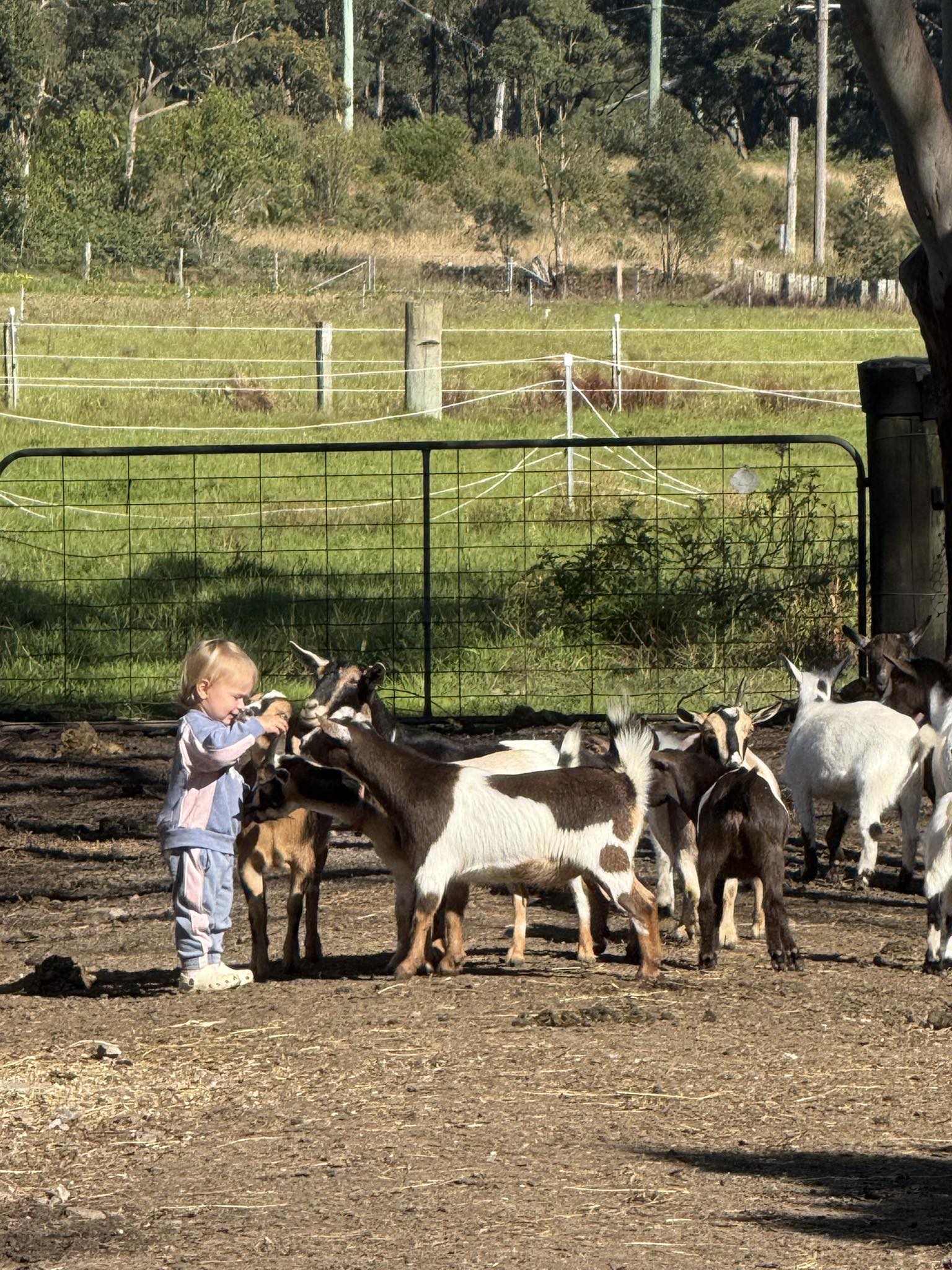 Young person with goats at The Stable Place