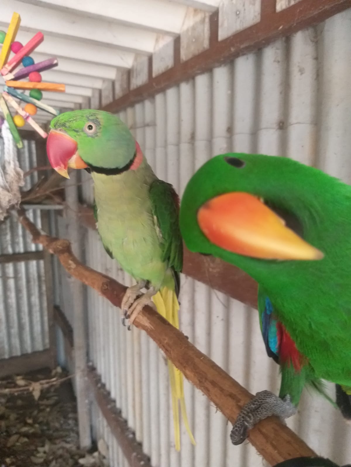 Colourful parrots at The Stable Place