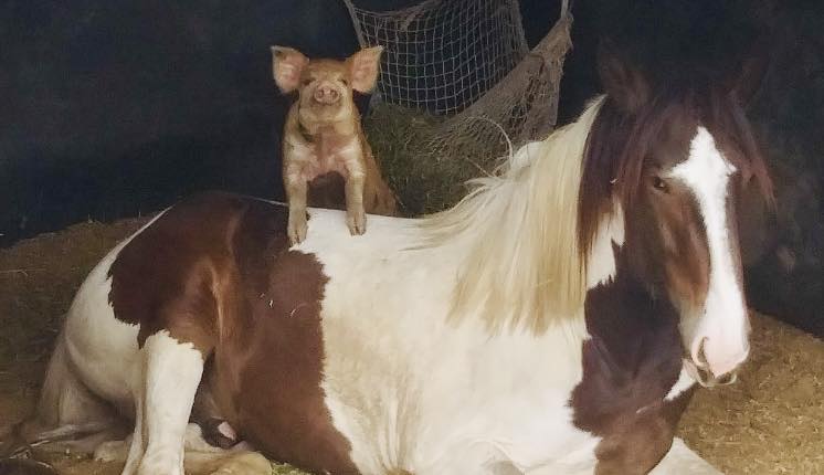 Piglet standing on horse